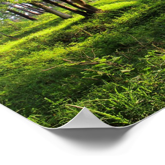 Poster Forêt matinale (Coin)