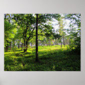 Poster Forêt matinale (Devant)