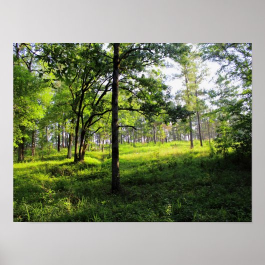 Poster Forêt matinale (Devant)