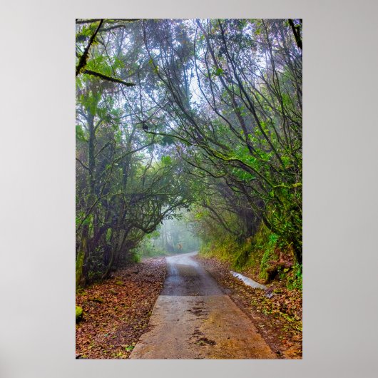 Poster Forêt moussue (Devant)