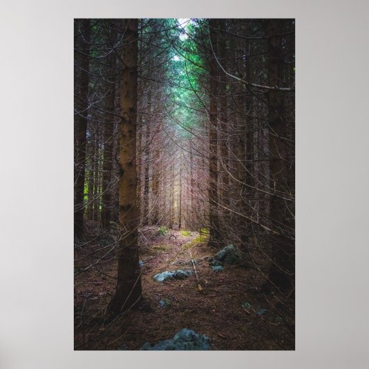 Poster Forêt mystérieuse d'épinette (Devant)