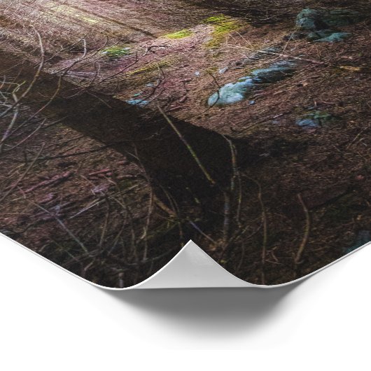 Poster Forêt mystérieuse d'épinette (Coin)