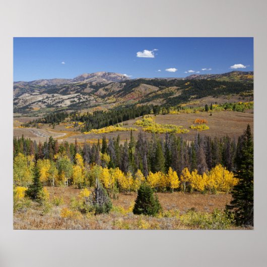 Poster Forêt nationale de Bridger-Teton (Devant)
