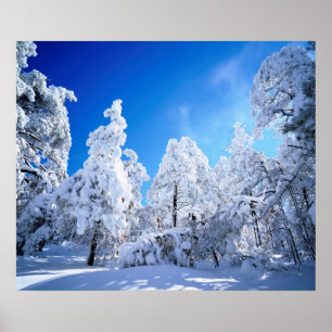 Poster Forêt nationale de Cleveland