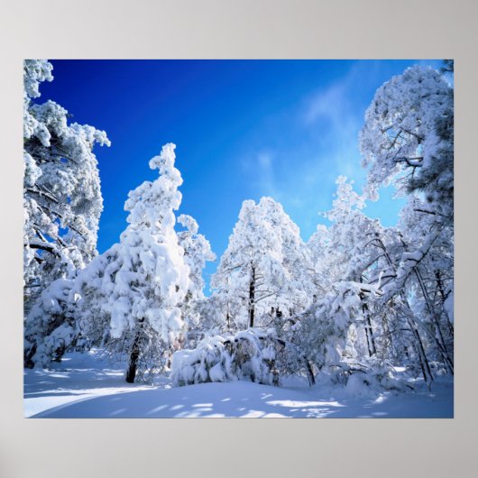Poster Forêt nationale de Cleveland (Devant)