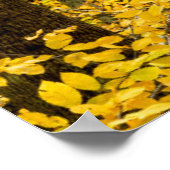 Poster Forêt nationale de Fall Pisgah (Coin)