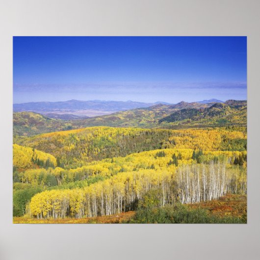 Poster Forêt nationale de Routt en couleur d'automne, prè (Devant)