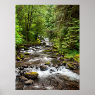 Poster Forêt nationale de Siuslaw   Sweet Creek