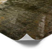 Poster Forêt nationale de White River Colorado (Coin)