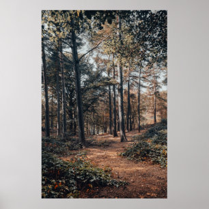 Poster Forêt panoramique relaxante