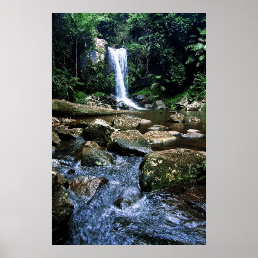 Poster Forêt pluviale australienne (Devant)