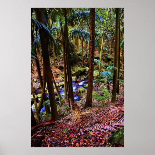 Poster Forêt pluviale australienne (Devant)