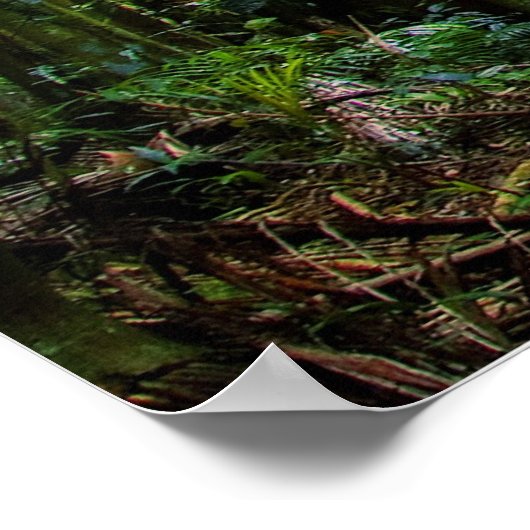 Poster Forêt pluviale australienne (Coin)