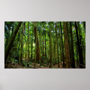 Poster Forêt pluviale australienne