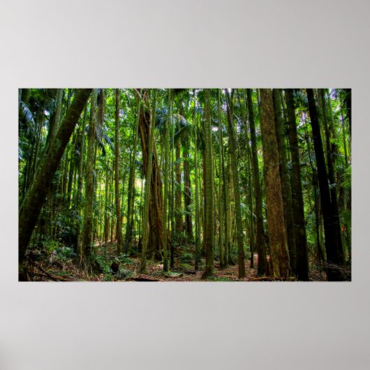 Poster Forêt pluviale australienne (Devant)