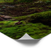 Poster Forêt pluviale de la péninsule Olympique (Coin)