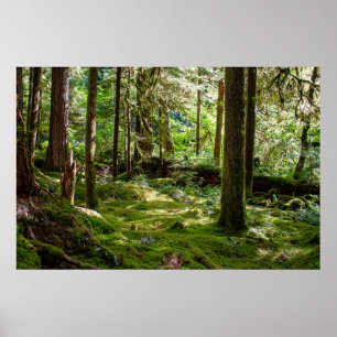 Poster Forêt pluviale de la péninsule Olympique