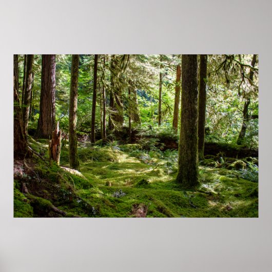 Poster Forêt pluviale de la péninsule Olympique (Devant)