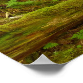 Poster Forêt pluviale tempérée d'Alaska (Coin)