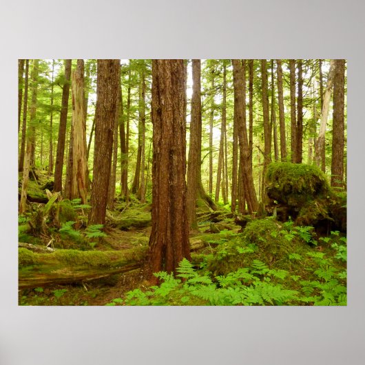 Poster Forêt pluviale tempérée d'Alaska (Devant)