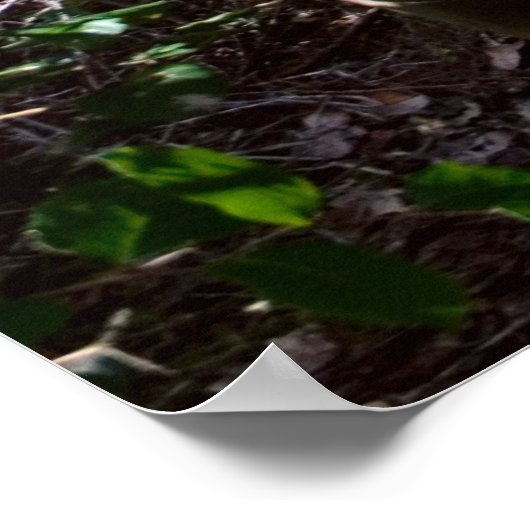 Poster Forêt Rainforest Boardwalk with Steps Imprimer (Coin)