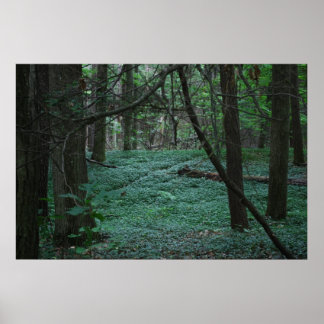 Poster Forêt silencieuse