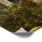 Poster Forêt | Sun Peeking Thru (Coin)