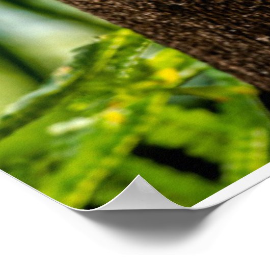 Poster Forêt | Trois Chouettes (Coin)