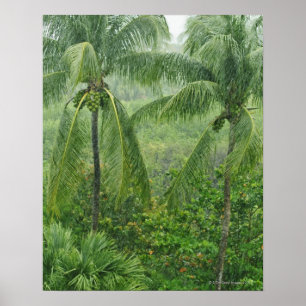 Poster Forêt tropicale