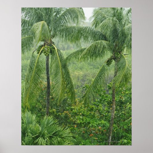 Poster Forêt tropicale (Devant)