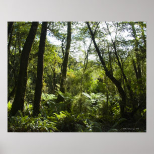 Poster Forêt tropicale avec arbres et arbres couverts de