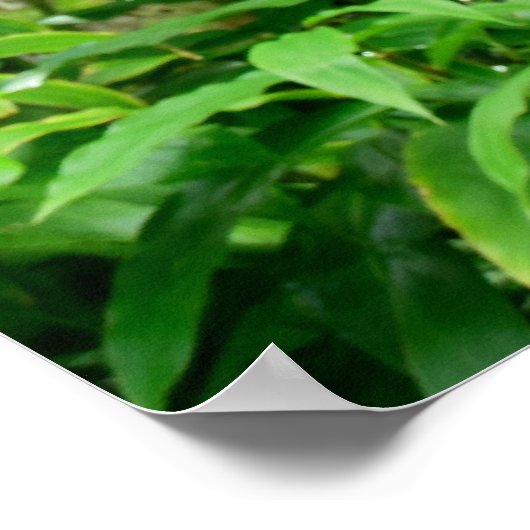 Poster Forêt tropicale hawaïenne (Coin)