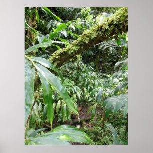 Poster Forêt tropicale hawaïenne