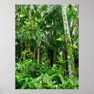 Poster Forêt tropicale tropicale hawaïenne