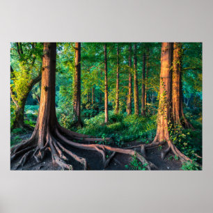 Poster Forêt   Végétation et forêt