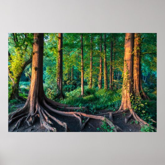 Poster Forêt | Végétation et forêt (Devant)