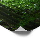 POSTER FORÊT VERMONT (Coin)