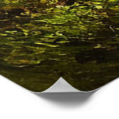 Poster Forêt verte luxuriante avec pins hautes (Coin)