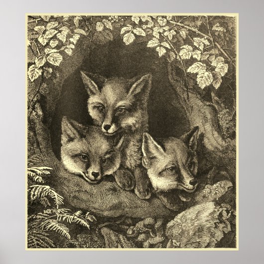 Poster forêt vintage de renard (Devant)