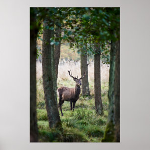 Poster Forêt   Woodlands & Red Deer