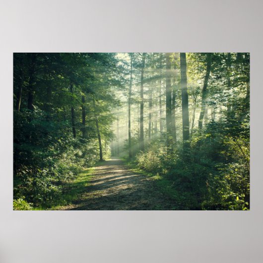 Poster Forêts | Chemin forestier Hambourg Allemagne (Devant)