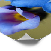 Poster Forget-Me-Nots 11 (Coin)