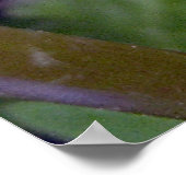 Poster Forget Me Nots 2 (Coin)