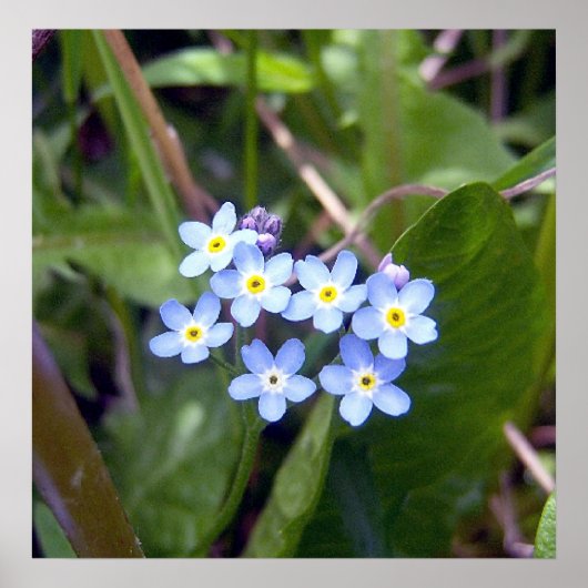 Poster Forget Me Nots 2 (Devant)