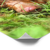 Poster Forlorate Chocolate Lab Chiot (Coin)