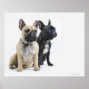 Poster Formation et obéissance de chien