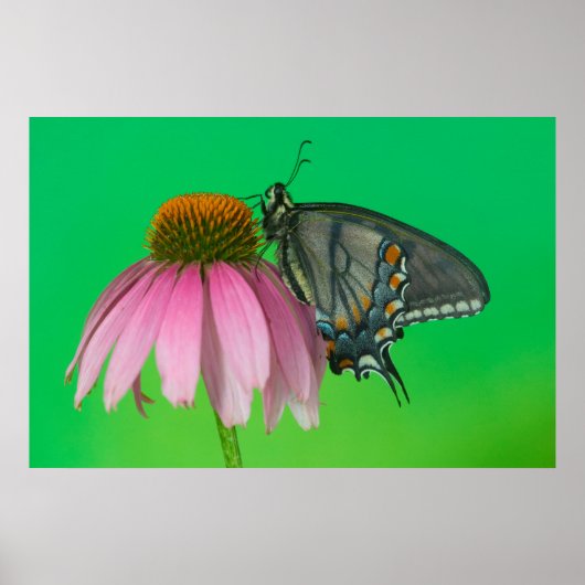 Poster Forme noire de Papilio glaucus (Devant)