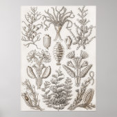Poster Formes d'art dans la nature - Ernst Haeckel (Devant)