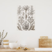 Poster Formes d'art dans la nature - Ernst Haeckel (Cuisine)