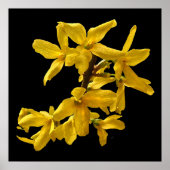 Poster Forsythia (Devant)